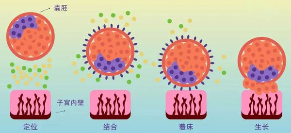 囊胚着床