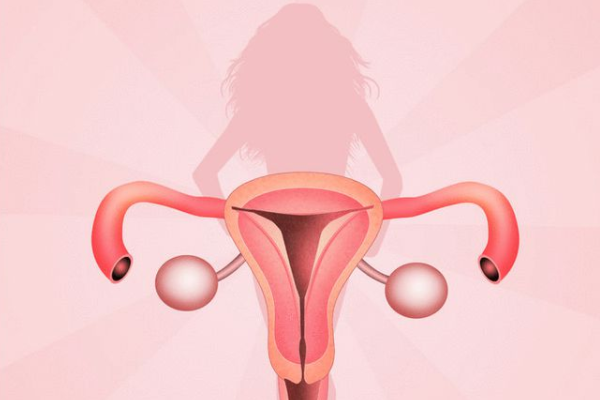 女性子宫孕育