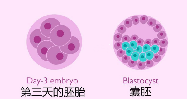 囊胚培育