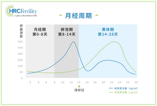 黄体期