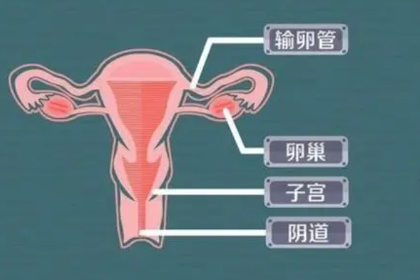 子宫接纳能力