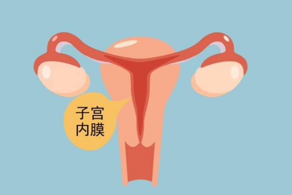 女性子宫内膜