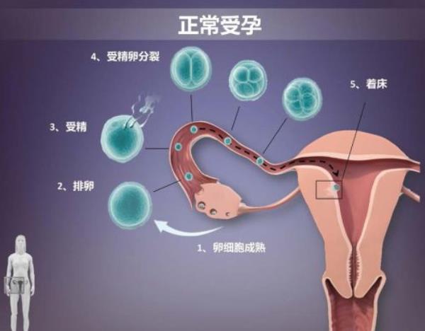 女性自然受孕