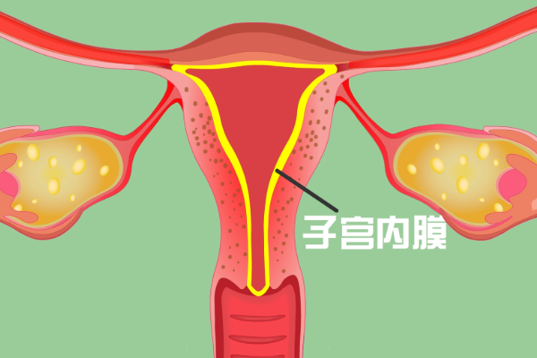 子宫内膜调养
