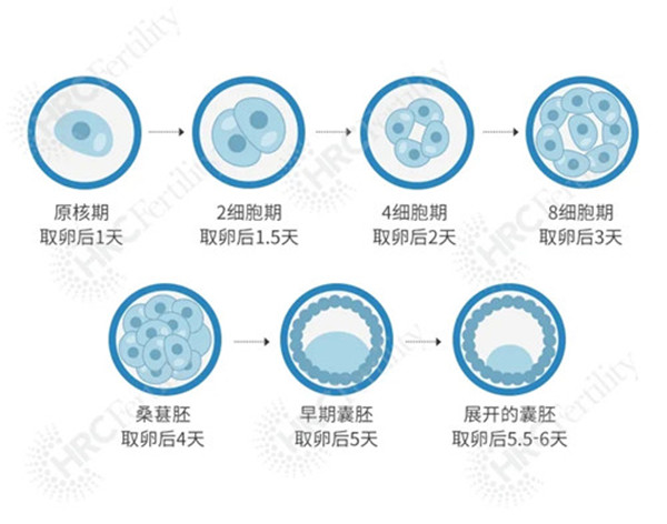 囊胚发育