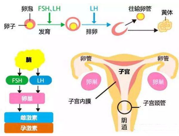 调理LH