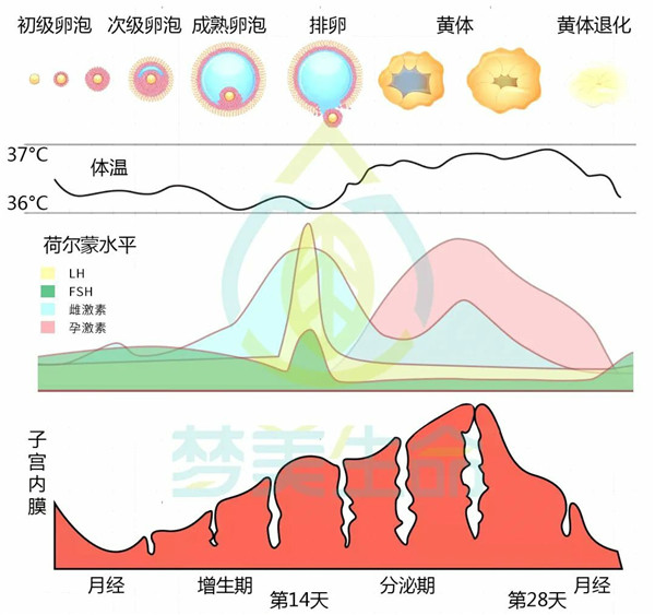 雌激素
