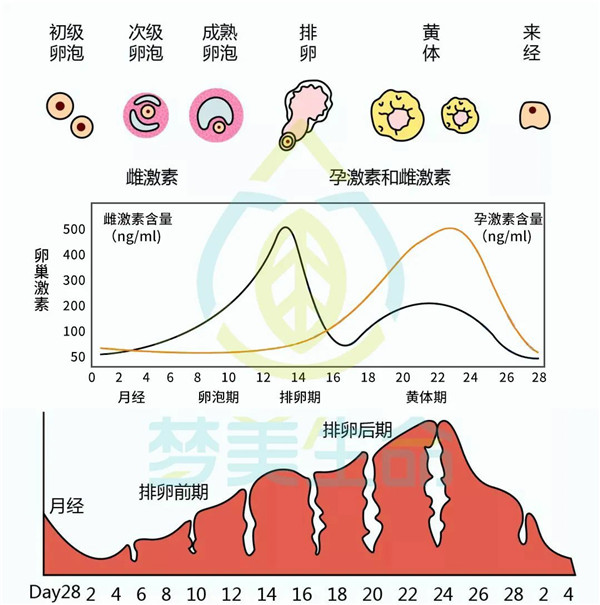 子宫内膜