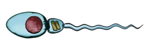 男性精子