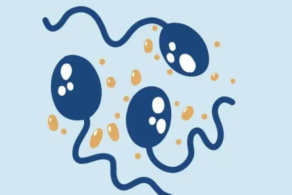 精子