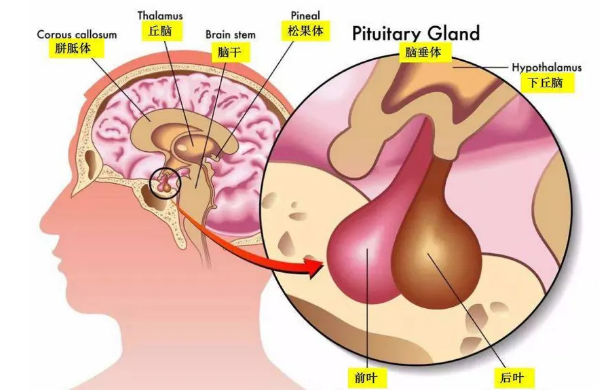 垂体前叶促性腺激素分泌