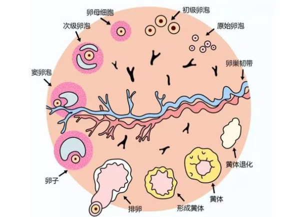 促排卵