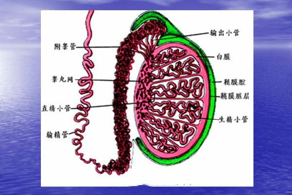 睾丸