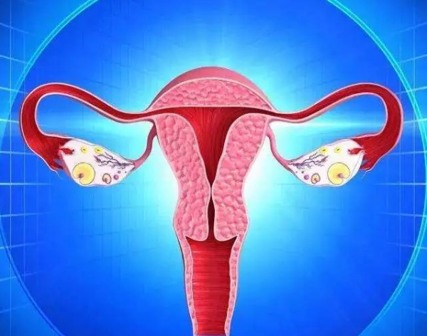 女性子宫内环境