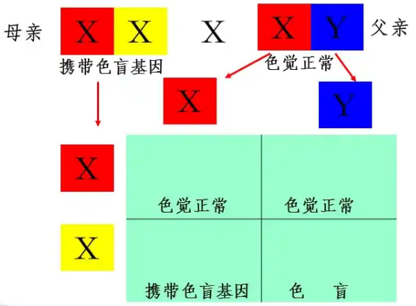 色盲遗传特征