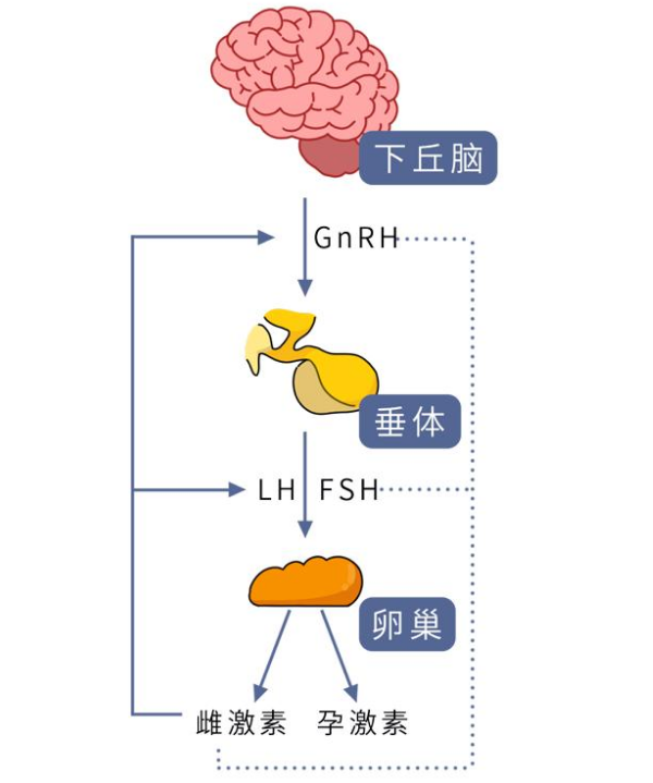 下丘脑