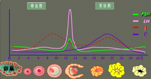 促成黄体酮的行成