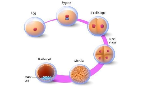 囊胚培育