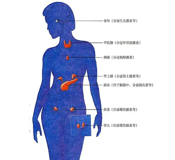 调整女性内分泌