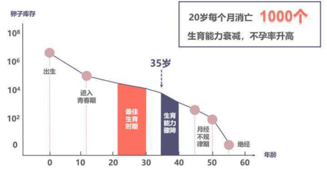35岁年龄与怀孕率