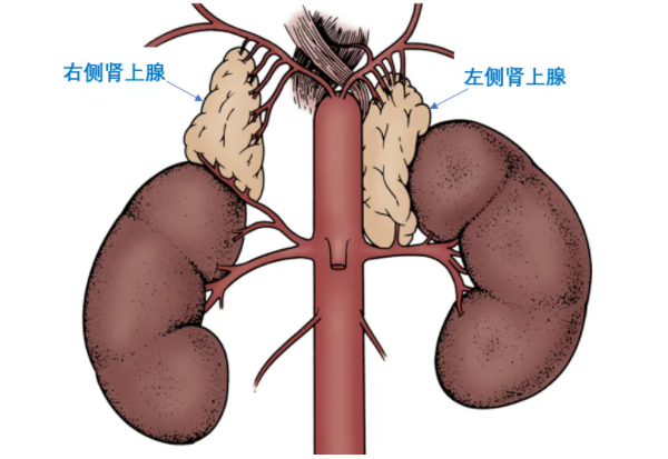 肾上腺