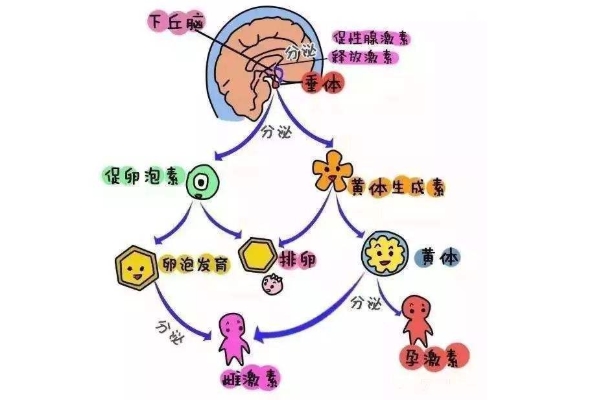 促黄体生成素