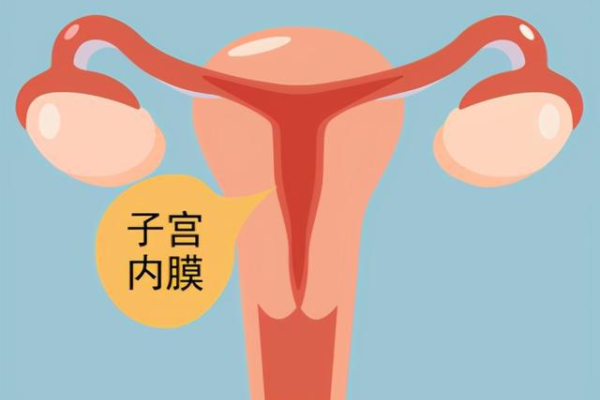 良好的子宫内膜厚度