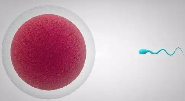 精卵质量