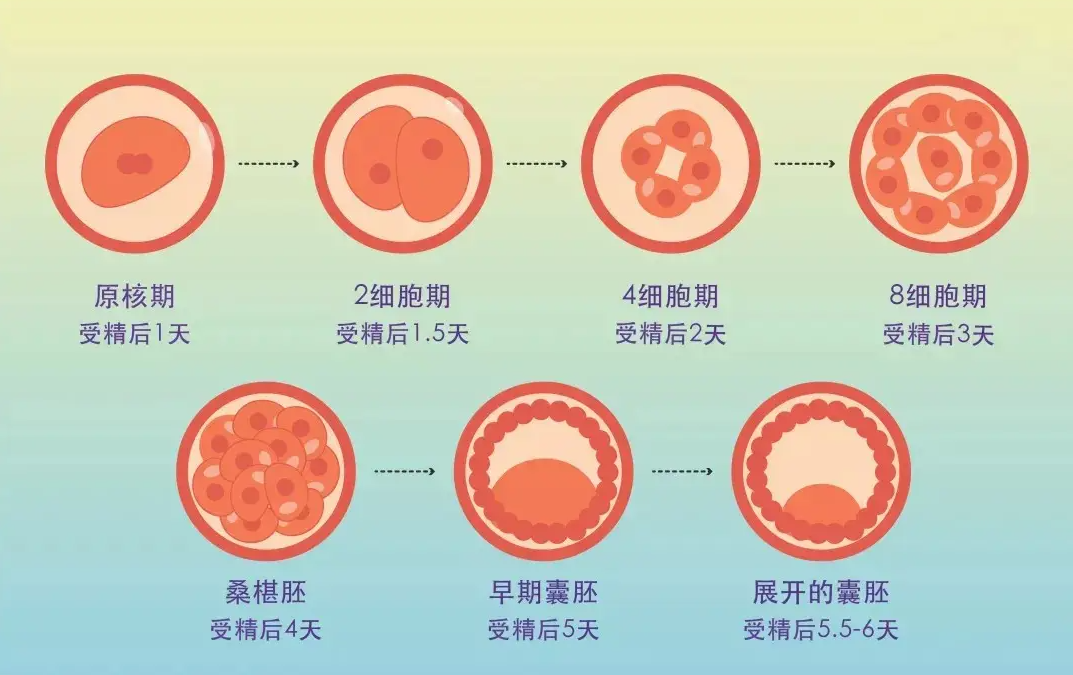 养囊技术
