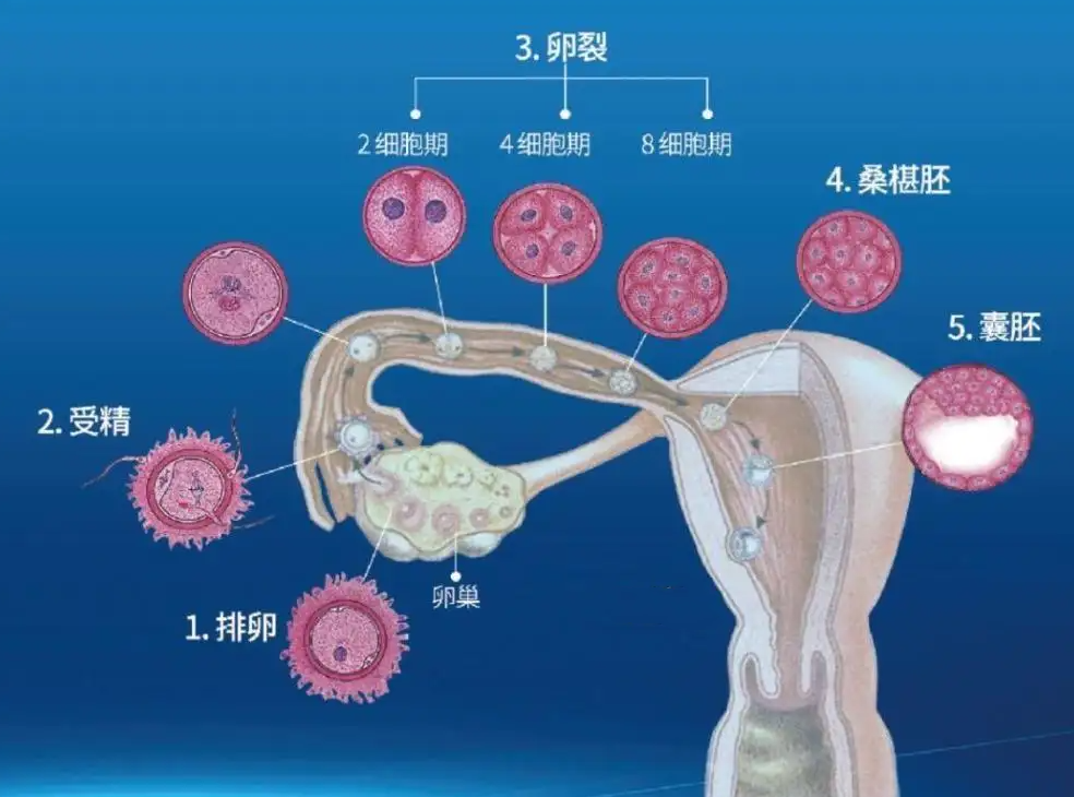 自然怀孕