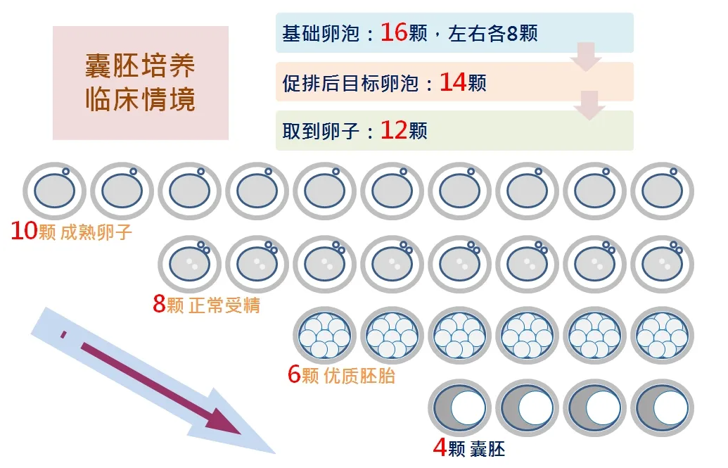 囊胚养育