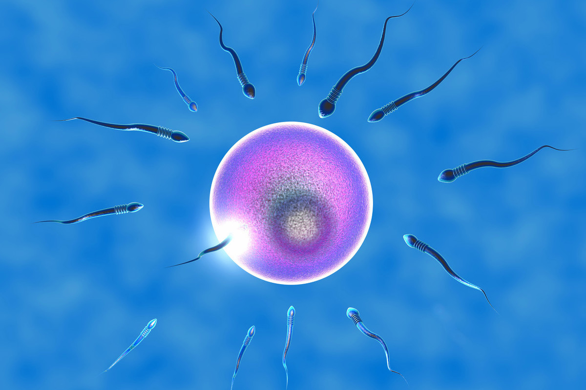 精子.jpg