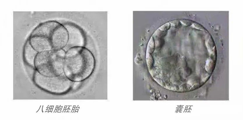 早期与囊胚.jpg