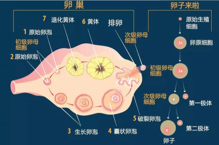 卵巢发育过程