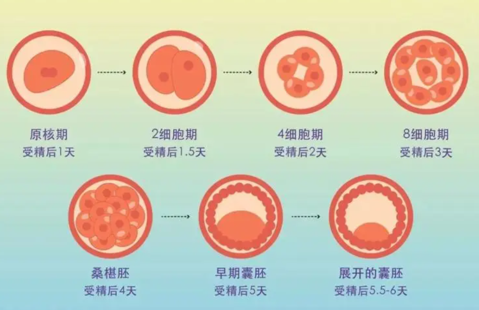 5天养囊