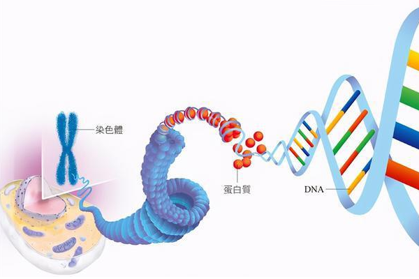 第三代试管婴儿技术