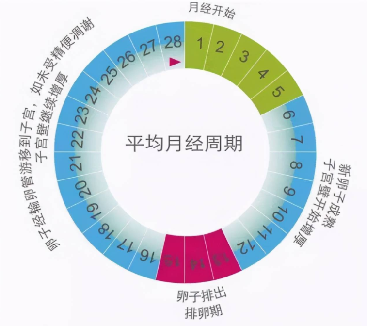 月经周期