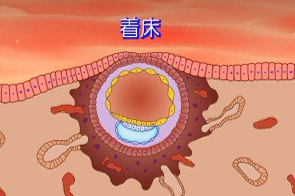 胚胎着床
