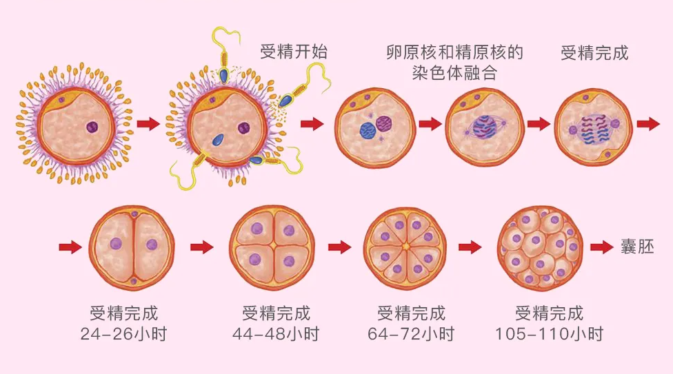 囊胚培育