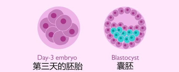 美国第三天胚胎与第五天囊胚