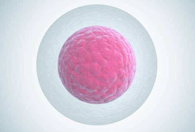 女性卵子质量下滑