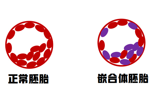 嵌合体胚胎