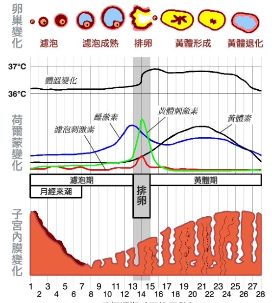 子宫内膜与月经的关系