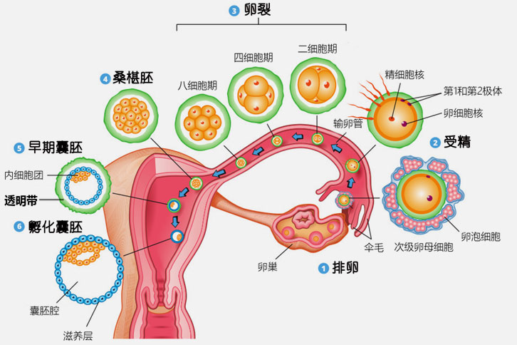 自然受孕过程