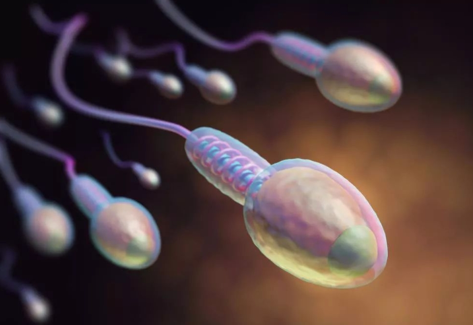 精子质量
