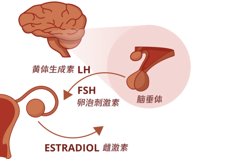 雌激素，黄体生成素，卵泡刺激素