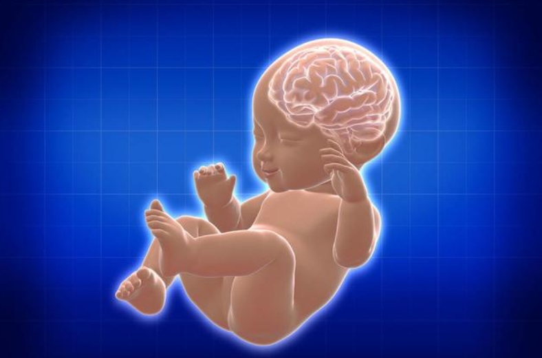 新生儿脑细胞生长