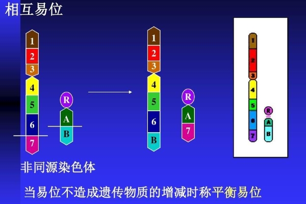 染色体平衡异位