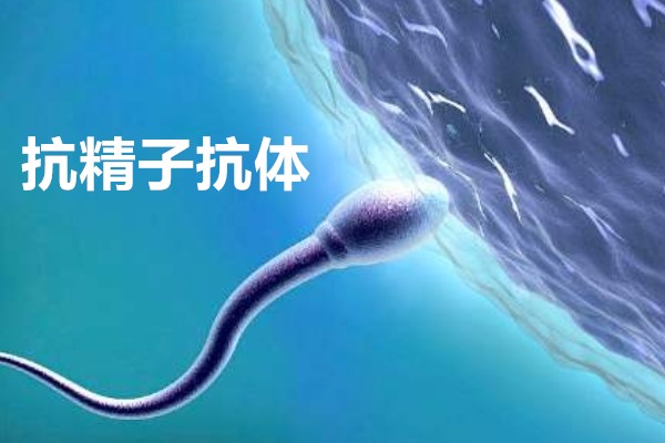 抗精子抗体