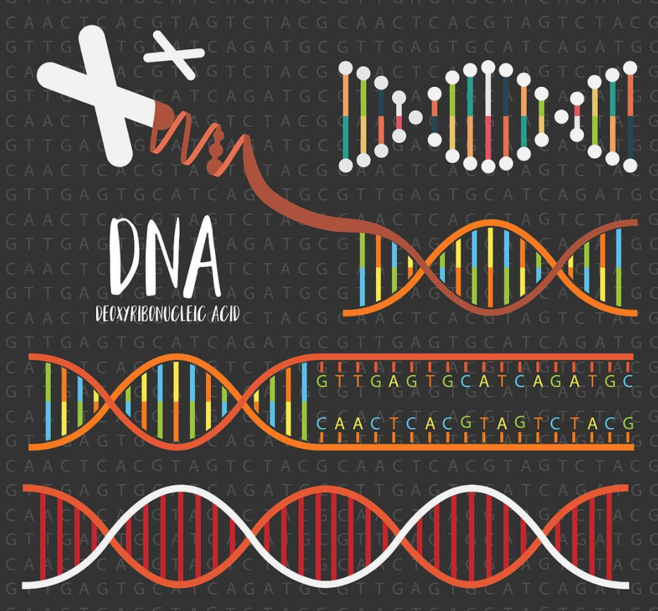 DNA